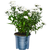 Aster dubbelblommande 11cm kruka Höjd 28cm Vit.