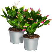 Höstkaktus 12cm kruka Höjd 26cm varierande färger.