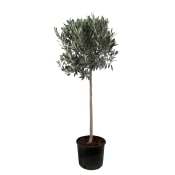 Olivträd 28 cm.