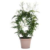 Vippjasmin 11,5cm.