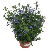 Lobelia lila mix..