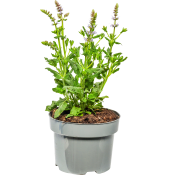 Stäppsalvia ICA 17 cm.