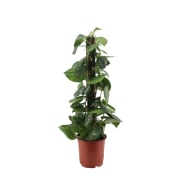 Silverranka 19 cm.