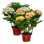 Hortensia 3-6 grenad 12cm kruka Höjd 30cm varierande färger.