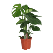 Monstera 17 cm.