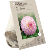 Dahlia Arbatax.
