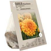 Dahlia Bizon Bronze.