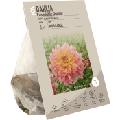 Dahlia Pasadoble Dancer.