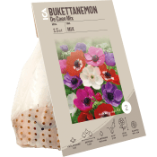 Anemon De Caen mixade färger ICA Garden.