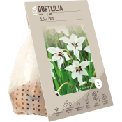 Doftlilja Vit 1-p ICA Garden.