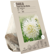 Dahlia crispa Tsuki Yori No Shisha ICA Garden.