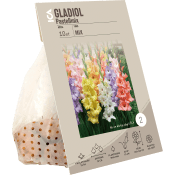 Gladiolus Pop Art Butterfly Rosa ICA Garden.