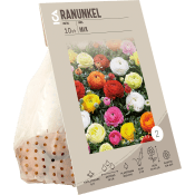 Ranunkel Mix ICA Garden.