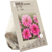 Dahlia Dark Leaf Fascination.