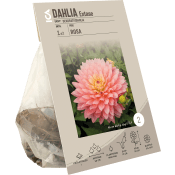 Dahlia decorative Extase ICA Garden.