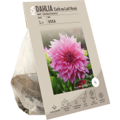 Dahlia Café Au Lait Rose ICA Garden.