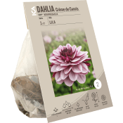 Dahlia Creme de Cassis lila/rosa ICA Garden.