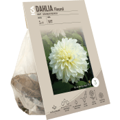 Dahlia Fleurel vit ICA Garden.