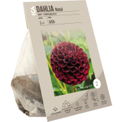 Dahlia Pompon Natal röd ICA Garden.