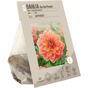 Dahlia Go-Go Peach ICA Garden.