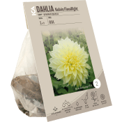 Dahlia Kelvin Floodlight 125 Gram ICA Garden.