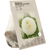 Dahlia Ice Ice Baby.