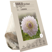 Dahlia Ka's Cloud.