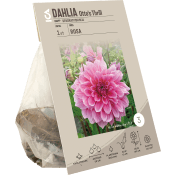 Dahlia Ottos Thrill rosa ICA Garden.