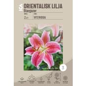 Gladiolus Fidelio rosa.