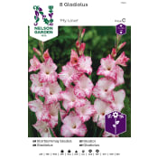 Vårlök Gladiol Storblommig Vit M Rosa 1st Nelson Garden.
