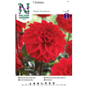 Vårlök Dekorativdahlia Låg Röd 1st Nelson Garden.