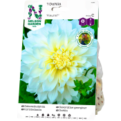 Vårlök Dahlia Hög Dek. Fleurel Vit 1st Nelson Garden.