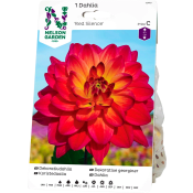 Vårlök Dahlia Hög Dek Red Silence Röd 1st Nelson Garden.