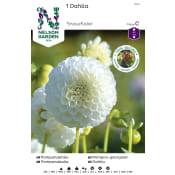 Vårlök Dahlia Hög Pompon Vit 1st Nelson Garden.
