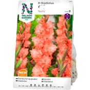 Vårlök Gladiol Storblommig Sochi 1st Nelson Garden.