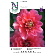 Vårlök Dekorativdahlia Låg Purpurrosa 1st Nelson Garden.