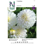 Dahlia Låg dek. Witt.