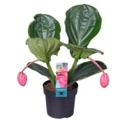 Rosenskärm rosa 17cm.