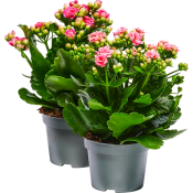 Kalanchoe 10,5cm Specialmix.