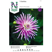 Vårlök Kaktusdahlia Låg Rosa 1st Nelson Garden.