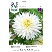 Vårlök Kaktusdahlia Hög Vit 1st Nelson Garden.