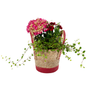 Arr Hortensia Korg 17cm x3.