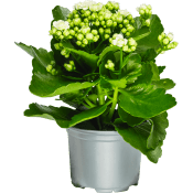 Kalanchoe dubbelblommande 10,5cm kruka Höjd 26cm vit.