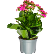 Kalanchoe dubbelblommande 10,5cm kruka Höjd 26cm cerise.
