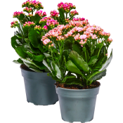 Kalanchoe dubbelblommande 13cm kruka Höjd 30cm varierande färger.