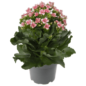 Kalanchoe varierande färger.