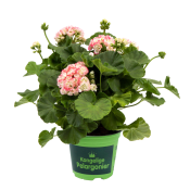 Pelargon dubbelblommande 11,5cm kruka varierande färger.