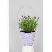 Arr Korg Lavendel 12cm x6.