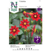 Vårlök Dahlia Låg Röd 1st Nelson Garden.