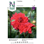 Vårlök Dekorativdahlia Låg Röd 1st Nelson Garden.